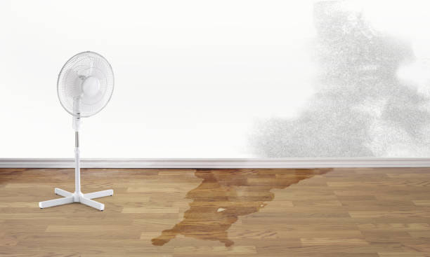 Best Mold removal after water damage  in Knollwood, IL