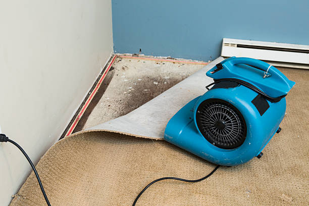 Best Water damage cleanup near me  in Knollwood, IL